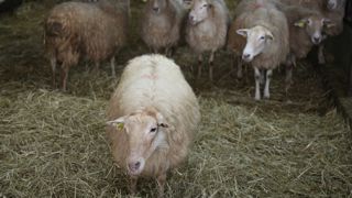 Certaines filières, comme la filière ovin lait, sont fragilisées car elles disposent d'un nombre réduit de médicaments antiparasitaires. Elles nécessitent des dispositifs de formation et d'accompagnement spécifique pour les éleveurs.