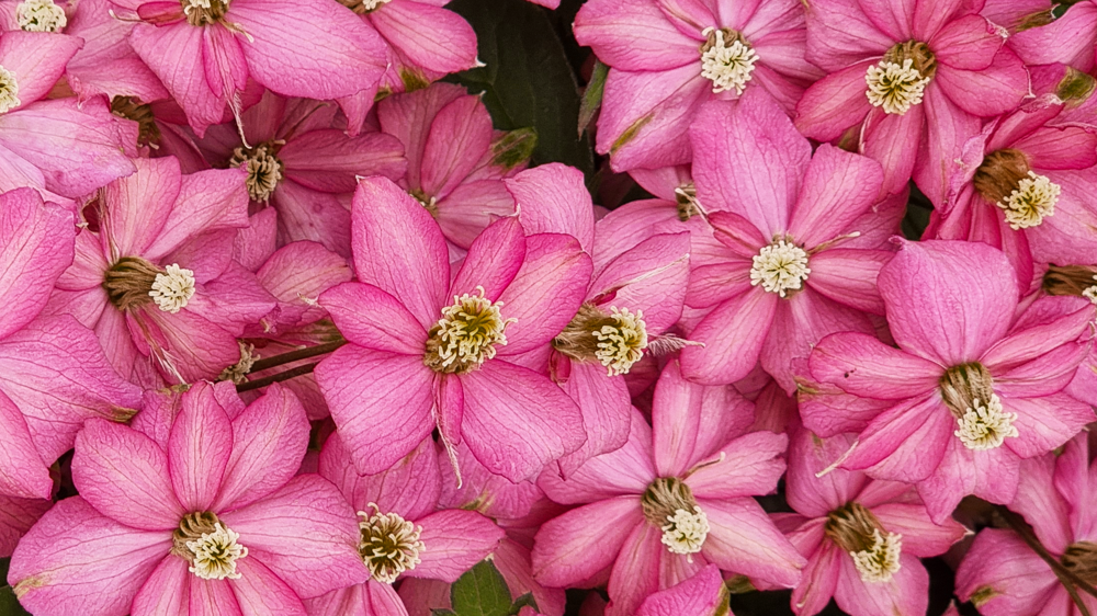 Clematis montana Strawberry Truffle® 'Hyfatis06'. Clematis montana Strawberry Truffle® 'Hyfatis06'.