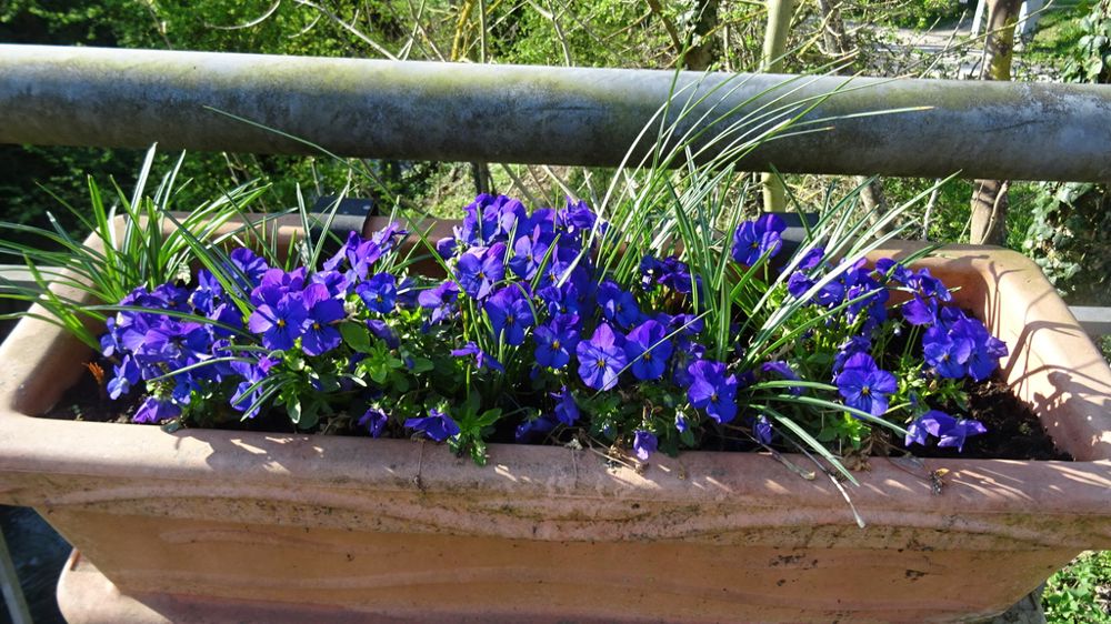 1 - Viola cornuta 'Admire' F1 Deep Blue, ici en jardinière urbaine à Chereng (59).