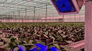 Le CF2GO de PhenoVation (Pays-Bas) Fluorescence chlorophylienne Le CF2GO de PhenoVation (Pays-Bas) Fluorescence chlorophylienne