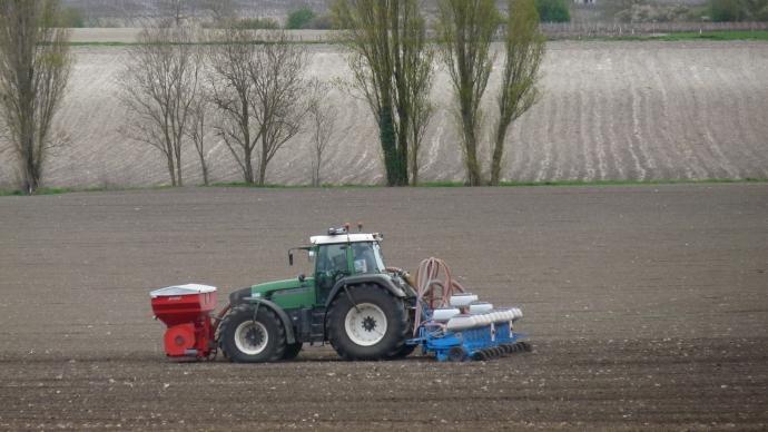 Semis de tournesol.