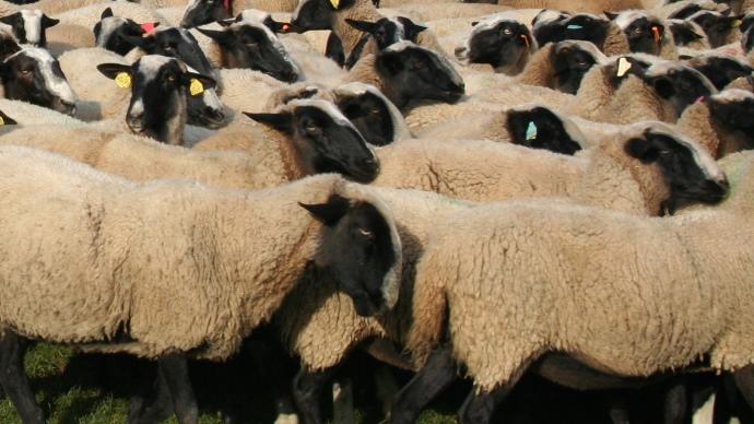 Moutons