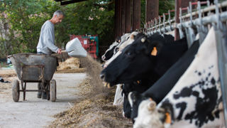 La production totale d'aliments composés pour animaux passe de 4,528 millions de tonnes au deuxième trimestre de 2024 à 4,585 millions de tonnes en 2025.