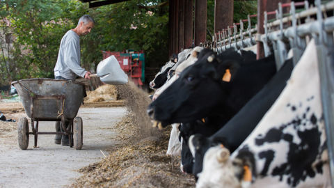 La production totale d'aliments composés pour animaux passe de 4,528 millions de tonnes au deuxième trimestre de 2024 à 4,585 millions de tonnes en 2025.
