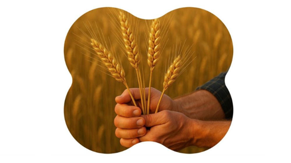 Une nouvelle solution pour optimiser l’efficience de l’azote en grandes cultures