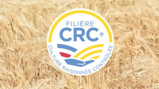 Selon la filière CRC, 16 millions d'euros pourraient être reversés aux agriculteurs et aux OS sous forme de prime à la tonne produite. Selon la filière CRC, 16 millions d'euros pourraient être reversés aux agriculteurs et aux OS sous forme de prime à la tonne produite.
