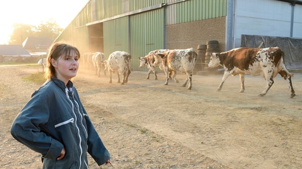 Jeune éleveuse de vaches normandes Jeune éleveuse de vaches normandes