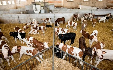 Elevage industriel de veaux de boucherie Elevage industriel de veaux de boucherie