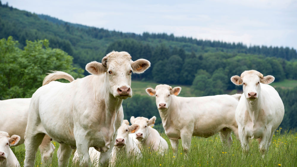 Génisses charolaises au pâturage