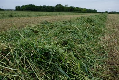 Méteil de seigle vesce et trèfles incarnat  squarrosum fauché le 23 avril au Gaec Via Lactea pour être ensilé pour l’alimentation du troupeau. Un maïs a été semé la semaine suivante au strip-till après une application de glyphosate pour calmer le méteil.