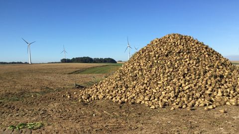 Saint Louis Sucre estime la durée de la campagne 2025/26 à 125 jours.