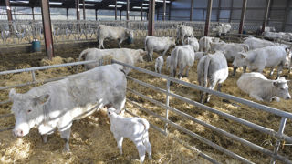 En Bretagne, la filière allaitante perd 2 à 3 % de ses effectifs d’animaux chaque année.