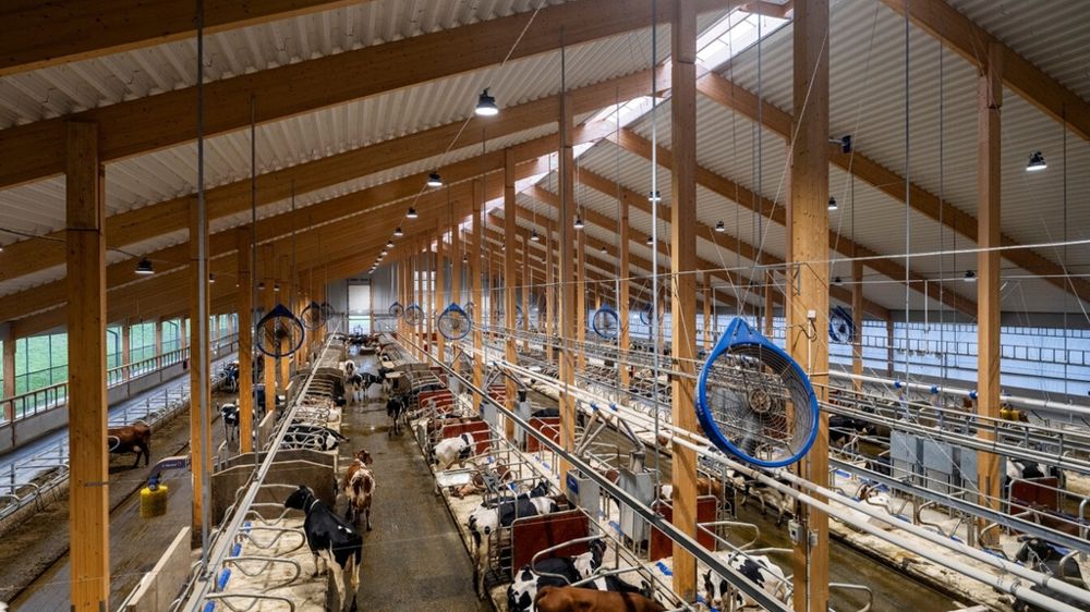 La ferme de Hamra est pourvue des systèmes robotisés d'élevage les plus modernes. La ferme de Hamra est pourvue des systèmes robotisés d'élevage les plus modernes.