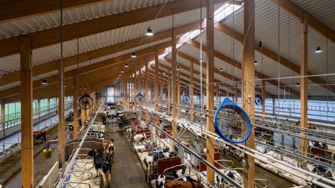 La ferme de Hamra est pourvue des systèmes robotisés d'élevage les plus modernes. La ferme de Hamra est pourvue des systèmes robotisés d'élevage les plus modernes.