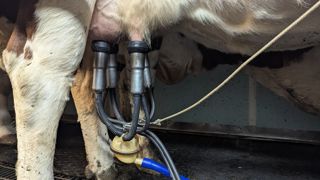 En France si elle reste en baisse de 0,3 % en cumul depuis le début de l’année 2025, « la production de lait de vache se redresse sensiblement ces dernières semaines », rapporte Benoît Rouyer, directeur en charge de l'économie et des territoires au Cniel. En France si elle reste en baisse de 0,3 % en cumul depuis le début de l’année 2025, « la production de lait de vache se redresse sensiblement ces dernières semaines », rapporte Benoît Rouyer, directeur en charge de l'économie et des territoires au Cniel.