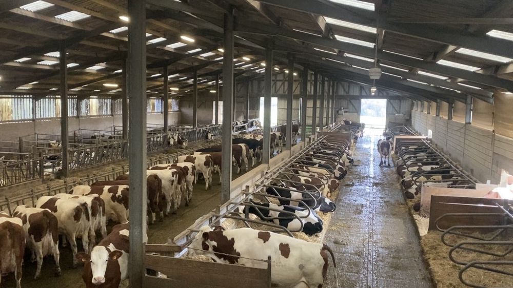 vaches en stabulation