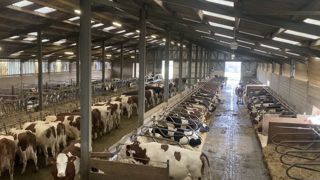 « Les maladies proviennent la plupart du temps d'une concentration d'animaux à un moment donné, ce qui augmente la pression infectieuse à un même endroit », d’après Loïc Maurin, vétérinaire conseil pour Innoval et GDS Bretagne, qui nous a donné ses conseils lors d’une interview au Space 2025. « Les maladies proviennent la plupart du temps d'une concentration d'animaux à un moment donné, ce qui augmente la pression infectieuse à un même endroit », d’après Loïc Maurin, vétérinaire conseil pour Innoval et GDS Bretagne, qui nous a donné ses conseils lors d’une interview au Space 2025.