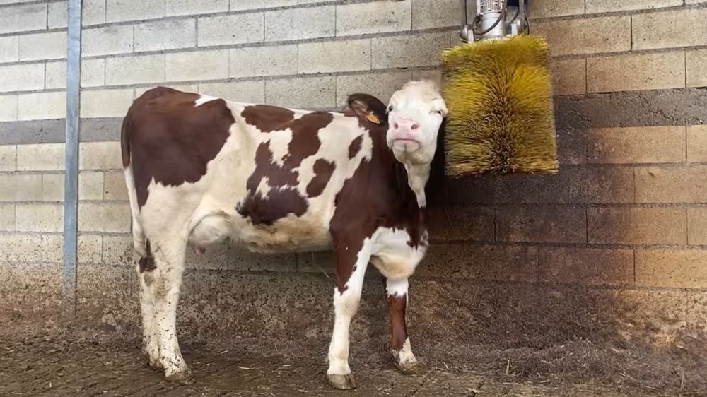 Vache Montbéliarde avec une brosse