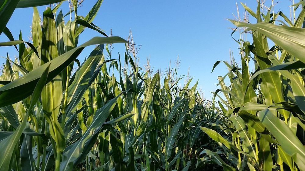 Depuis début septembre, le maïs destiné à l'export a atteint un total de 5,1 millions de tonnes, contre 3,4 un an plus tôt.
