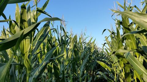 Depuis début septembre, le maïs destiné à l'export a atteint un total de 5,1 millions de tonnes, contre 3,4 un an plus tôt.