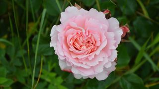 Rosa 'Sandrine Kiberlain'.