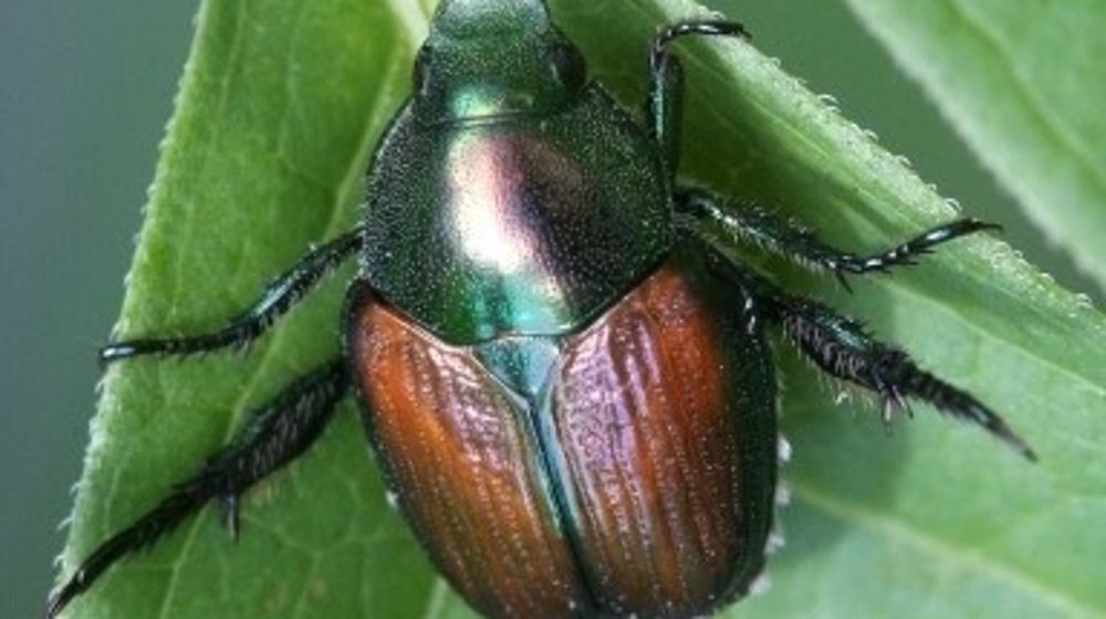 De nombreux nouveaux foyers de Popillia japonica découverts.