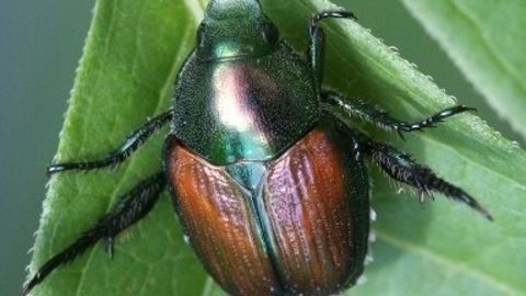 De nombreux nouveaux foyers de Popillia japonica découverts. De nombreux nouveaux foyers de Popillia japonica découverts.