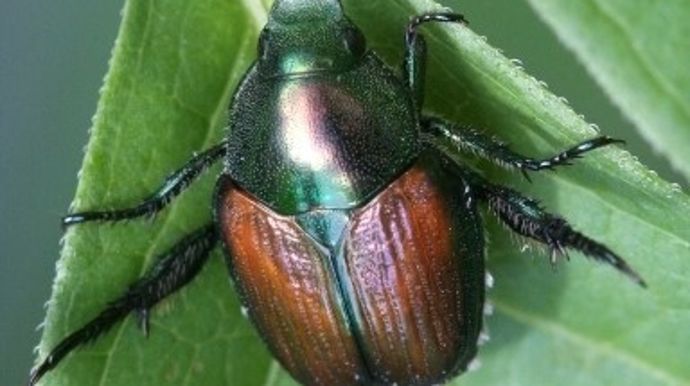 De nombreux nouveaux foyers de Popillia japonica découverts. De nombreux nouveaux foyers de Popillia japonica découverts.