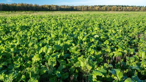 L'introduction de couverts végétaux permettrait une hausse des rendements du blé de 5 à 10 % à horizon 2050 selon les experts Axa Climate.