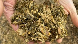 Ensilage de maïs fourrage