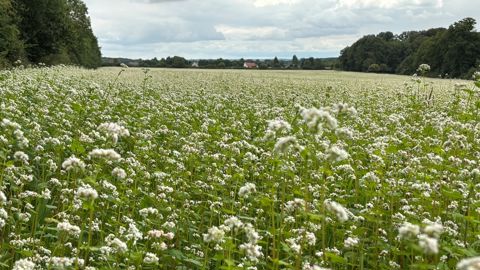 La Fnab avait déjà alerté sur les contaminations au prosulfocarbe des cultures de sarrasin  bio. La Fnab avait déjà alerté sur les contaminations au prosulfocarbe des cultures de sarrasin  bio.
