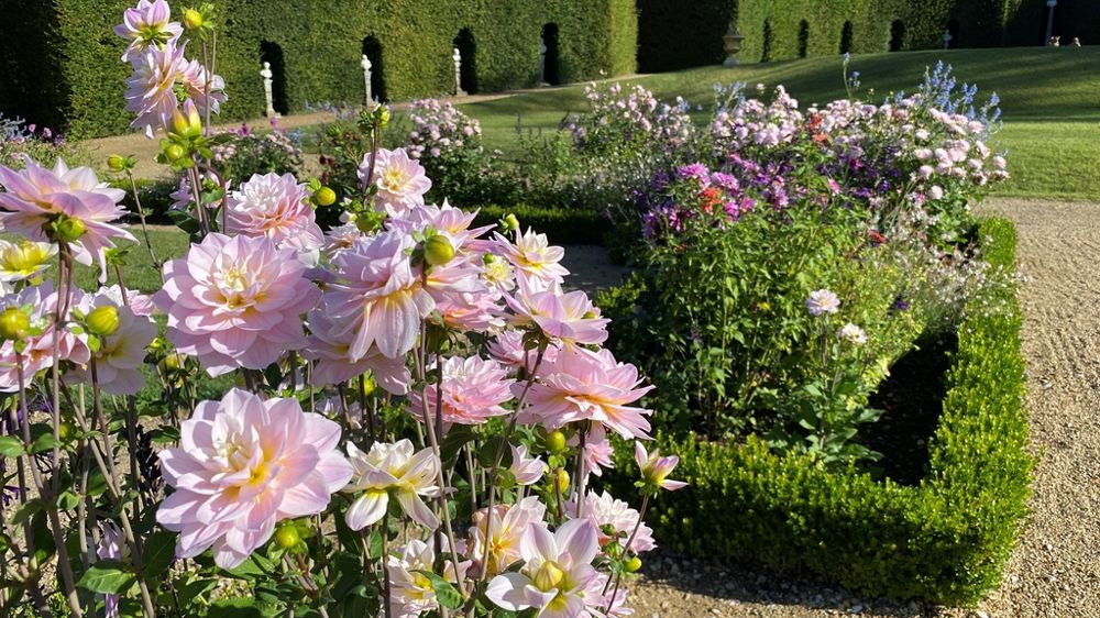 Dahlia ‘Jardin des Nymphes’.