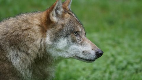 Si la FNO est d'accord pour réfléchir à l'effarouchement, la pratique ne doit en aucun cas devenir obligatoire et elle doit rester un choix des éleveurs. Si la FNO est d'accord pour réfléchir à l'effarouchement, la pratique ne doit en aucun cas devenir obligatoire et elle doit rester un choix des éleveurs.