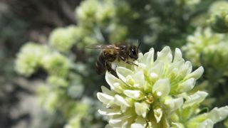 En 2025, l’UICN estime que 10% des abeilles sauvages en Europe (au moins 172 des 1 928 espèces évaluées) sont menacées d’extinction.