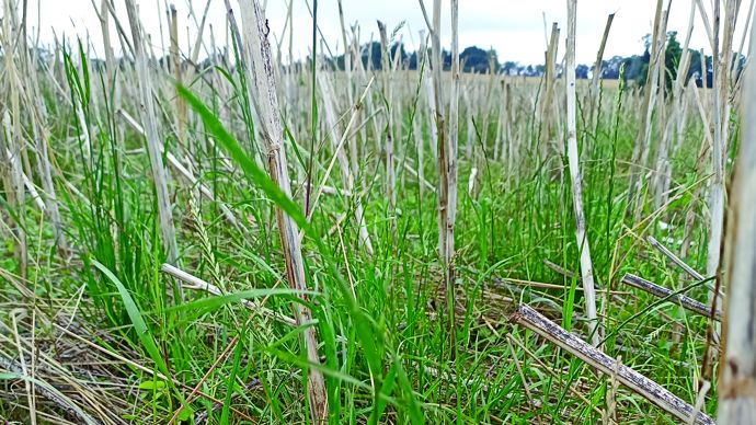 La présence croissante du ray-grass dans les parcelles n’est plus marginale : elle constitue désormais un problème de fond pour de nombreux systèmes céréaliers.