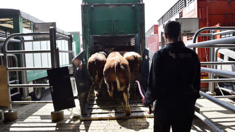 Les discussions autour de l'évolution de la législation européenne sur le transport animal sont au point mort. Les discussions autour de l'évolution de la législation européenne sur le transport animal sont au point mort.