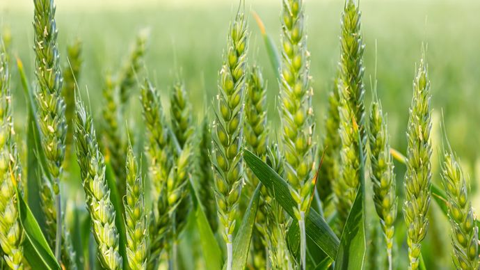 En route vers la biostimulation de précision !