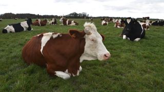 Le GDS de l’Ain annonce la découverte d’un nouveau foyer de dermatose nodulaire dans le département, sur la commune de Neuville-les-Dames qui était jusqu’alors en zone indemne. Le GDS de l’Ain annonce la découverte d’un nouveau foyer de dermatose nodulaire dans le département, sur la commune de Neuville-les-Dames qui était jusqu’alors en zone indemne.