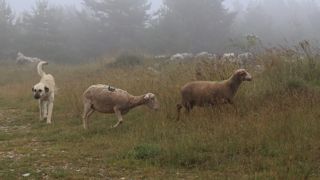 Pour Claude Font, la politique mise en place autour du triptyque « chien de protection, clôture et gardiennage » est un échec.C'est pourquoi il demande d'expérimenter des outils en lien avec les nouvelles technologies comme les drones.