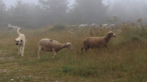 Pour Claude Font, la politique mise en place autour du triptyque « chien de protection, clôture et gardiennage » est un échec.C'est pourquoi il demande d'expérimenter des outils en lien avec les nouvelles technologies comme les drones.