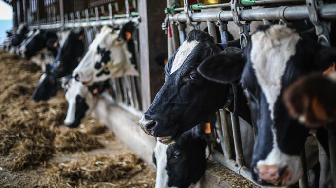 Selon les données d’Eilyps, l’écart de marge sur coût alimentaire entre la moyenne des élevages et le quart supérieur atteint jusqu’à 56 000 € par an pour un troupeau moyen — un potentiel considérable à saisir grâce à cinq leviers d’optimisation clairement identifiés.