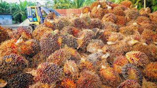 La loi antidéforestation de la Commission européenne vise à interdire la commercialisation en Europe de produits comme l’huile de palme, le cacao, le café, le soja et le bois issus de terres déboisées après 2020. La loi antidéforestation de la Commission européenne vise à interdire la commercialisation en Europe de produits comme l’huile de palme, le cacao, le café, le soja et le bois issus de terres déboisées après 2020.