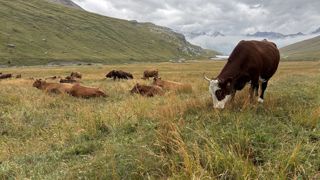 76 des 88 foyers recensés à ce jour dans 57 élevages l'ont été en Savoie et Haute-Savoie. 76 des 88 foyers recensés à ce jour dans 57 élevages l'ont été en Savoie et Haute-Savoie.