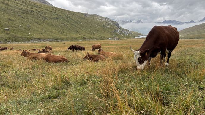 76 des 88 foyers recensés à ce jour dans 57 élevages l'ont été en Savoie et Haute-Savoie.