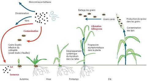 Evolution et propagation de la carie du blé au champ Evolution et propagation de la carie du blé au champ