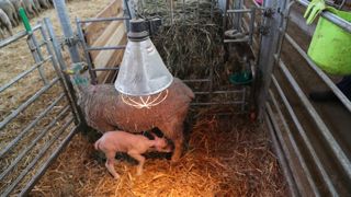 Les avortements des brebis sont sous-déclarés, pourtant la visite du vétérinaire sanitaire est prise en charge par l’État.