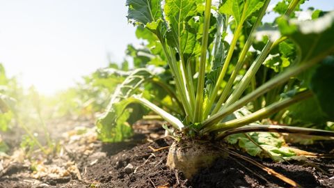 400 coopérateurs ont bénéficié de la prime filière de Tereos.