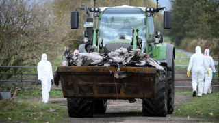 Les autorités allemandes ont annoncés la collecte d'environ 1 000 cadavres de grues à cause de la grippe aviaire. Les autorités allemandes ont annoncés la collecte d'environ 1 000 cadavres de grues à cause de la grippe aviaire.