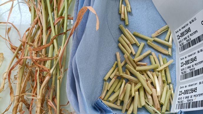 Pour le blé, l’échantillonnage consiste en 50 pieds arrachés, puis coupés à 20 cm au-dessus du plateau de tallage.