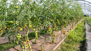 La tomate présente une variabilité très importante de rendements en bio, liée à des systèmes très diversifiés (plein champ, tunnel, serre…) La tomate présente une variabilité très importante de rendements en bio, liée à des systèmes très diversifiés (plein champ, tunnel, serre…)